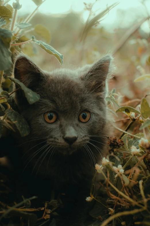 a gray kitten sitting in leaves with a blue eye