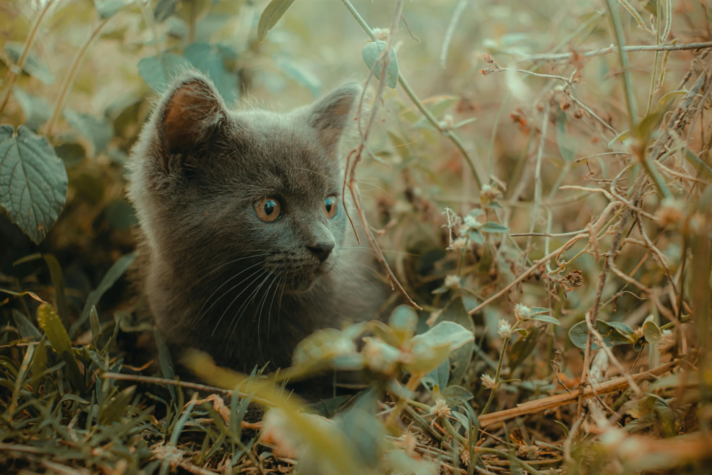 a gray cat sitting among the grass, flowers and leaves