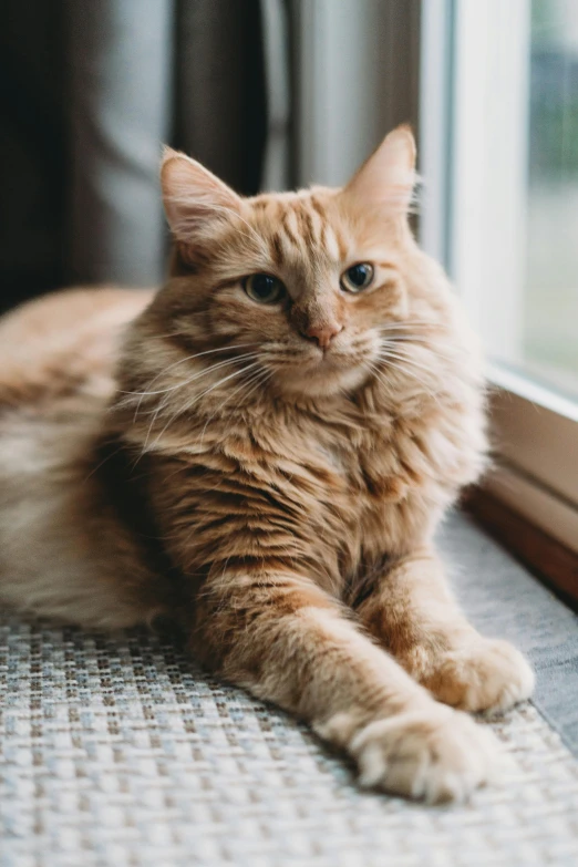 a brown cat laying in a window sill