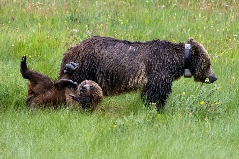 two bears on the ground playing with each other