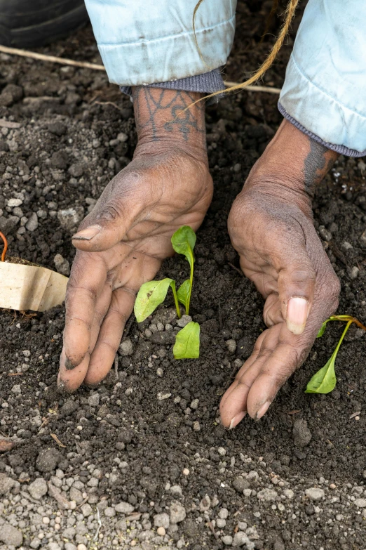 someone holding out hands to plant sprouts in a dirt field