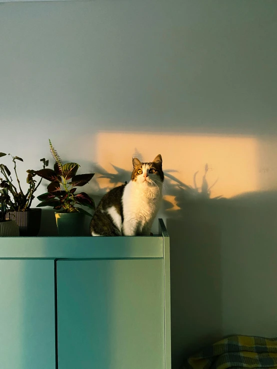 cat sitting on top of blue cabinet near plants