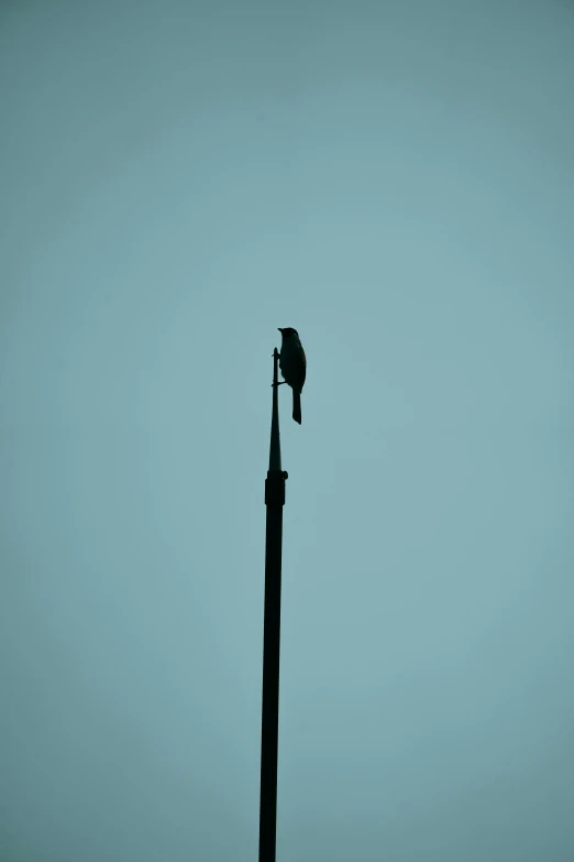 a bird is sitting on top of a lamp post