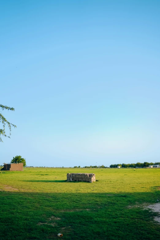 a tree stands in a field with two animals