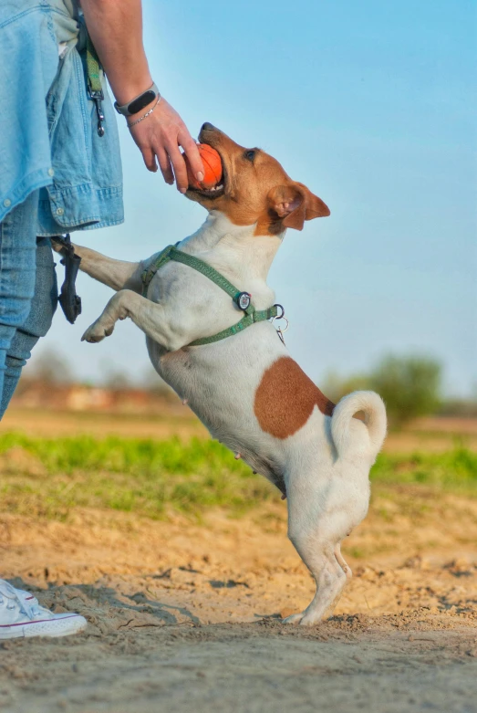 a dog that is standing in the dirt