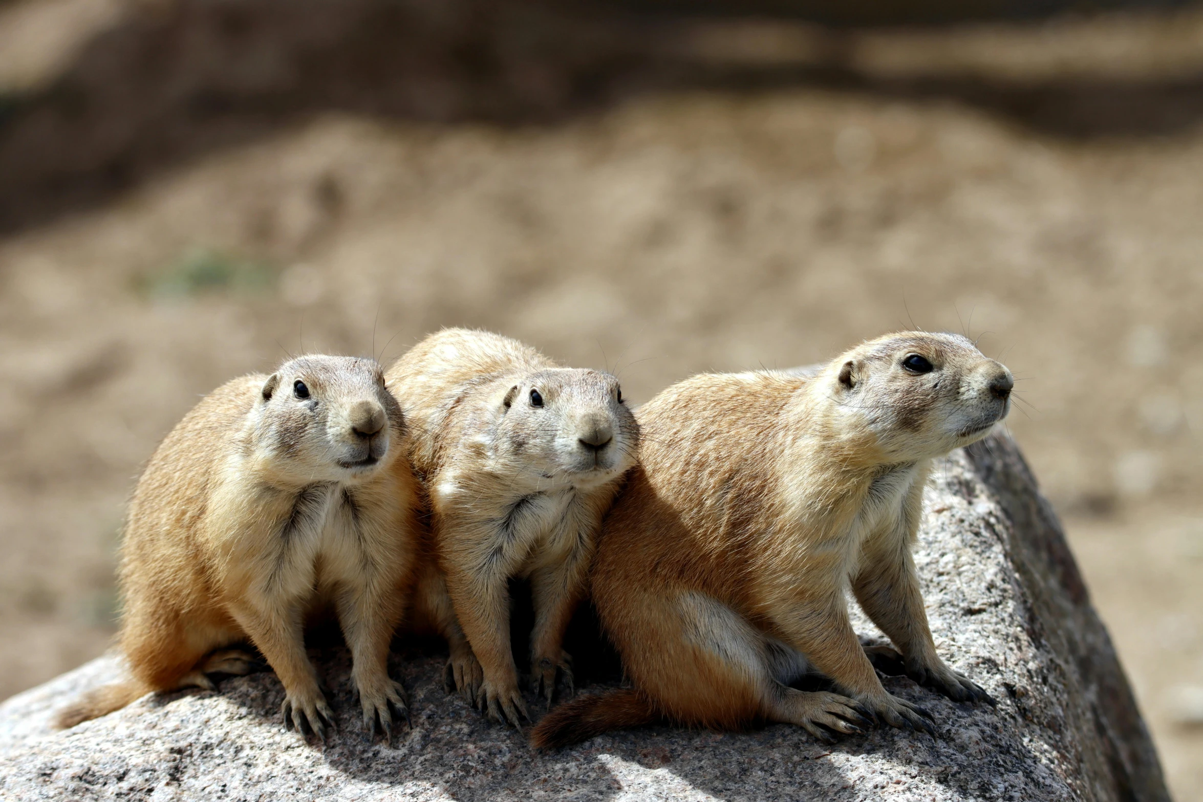 three prairie groundhogs sitting on top of a rock