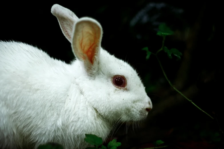 a rabbit that is sitting in the grass