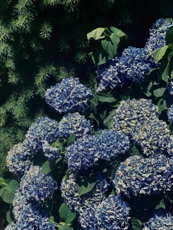 a large group of flowers near the ground