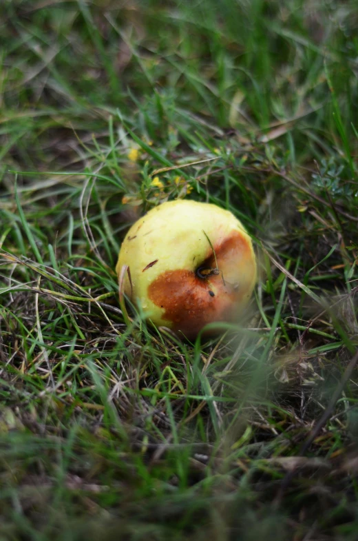 an apple with a green spot on its cheek and a leaf on its peel