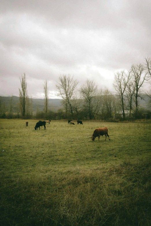 a number of cows on a grass field