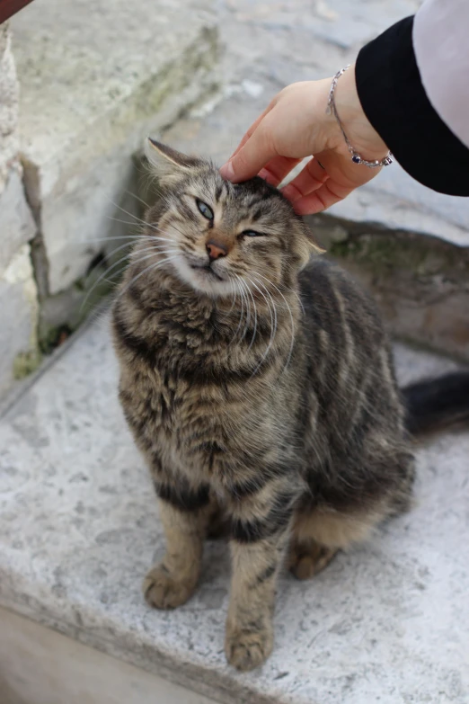 a cat sitting on some steps and being petted