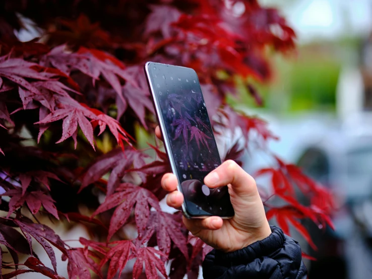 a person holding up a cell phone near a tree