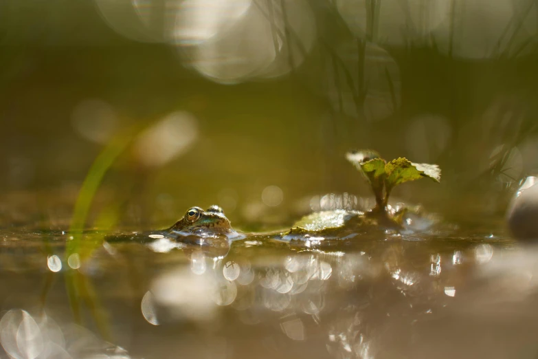 small green plants growing on the surface of a body of water