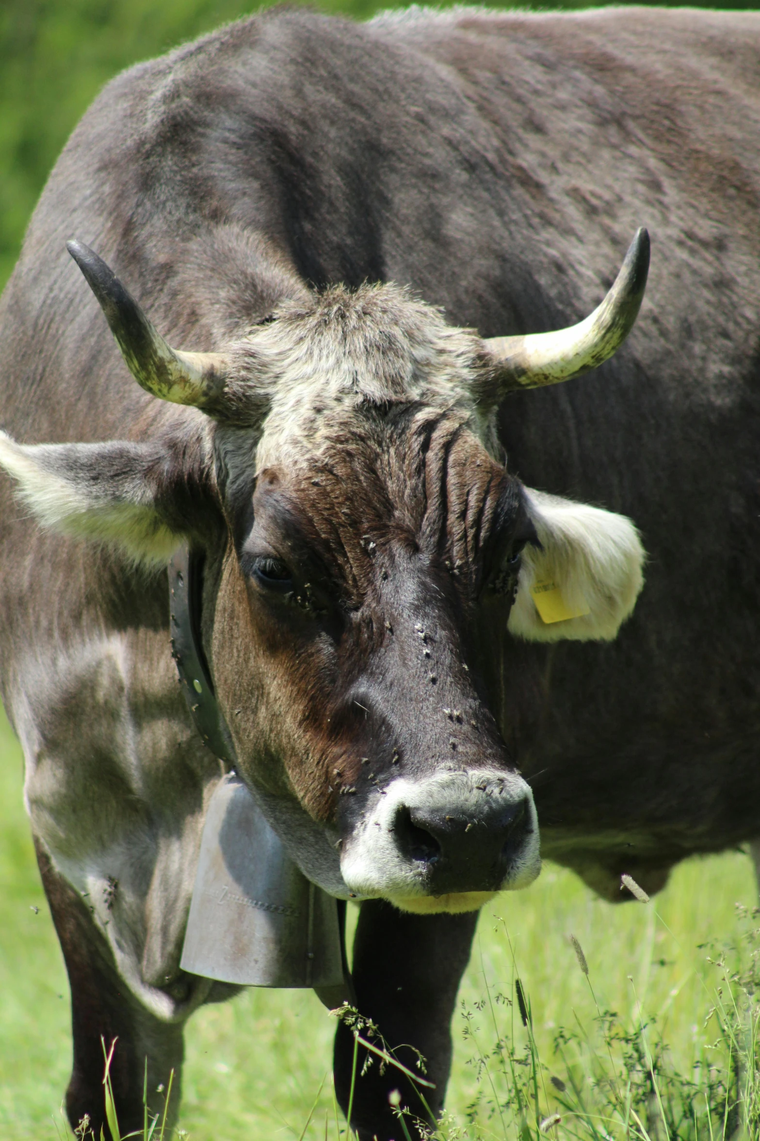 an image of a cow in the grass