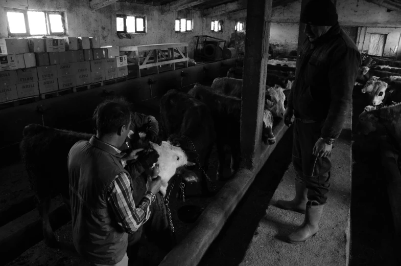 a man is milking a cow inside of an old barn