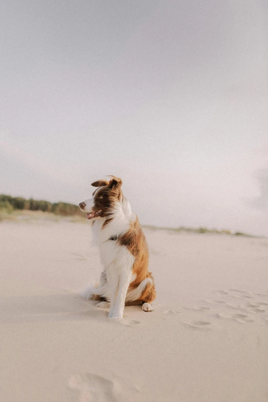 a dog standing in the sand playing with a frisbee