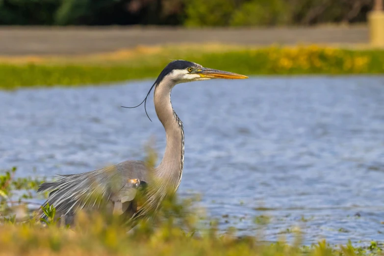 the tall bird stands next to the water in the grass