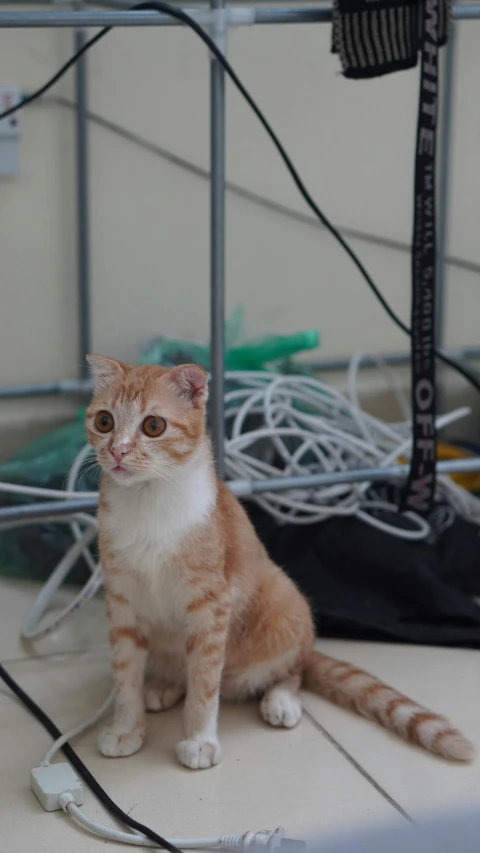 a cat is sitting down next to some electronics