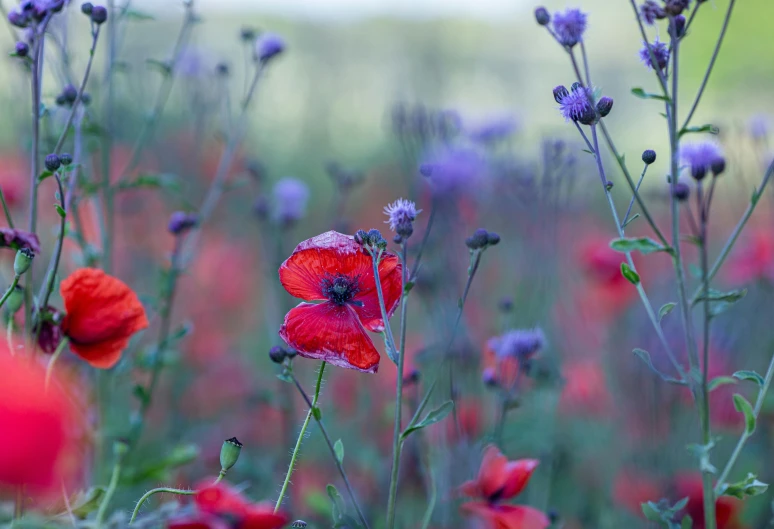 a field of red flowers in front of a green backdrop