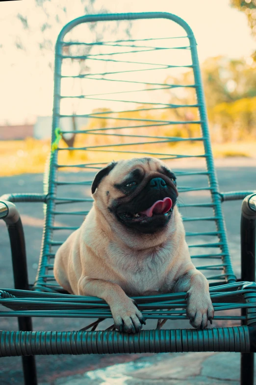 a pug sitting on top of a chair on the sidewalk