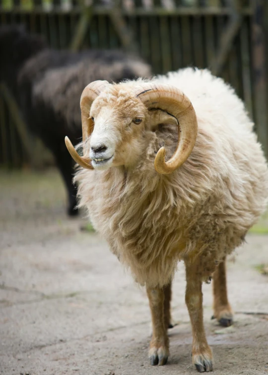 the goat is standing still alone in the yard