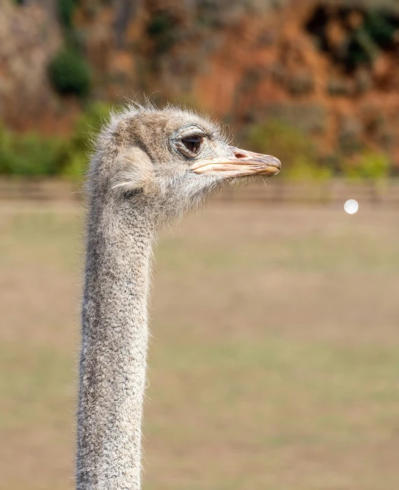 an ostrich looks out while standing in a grassy area