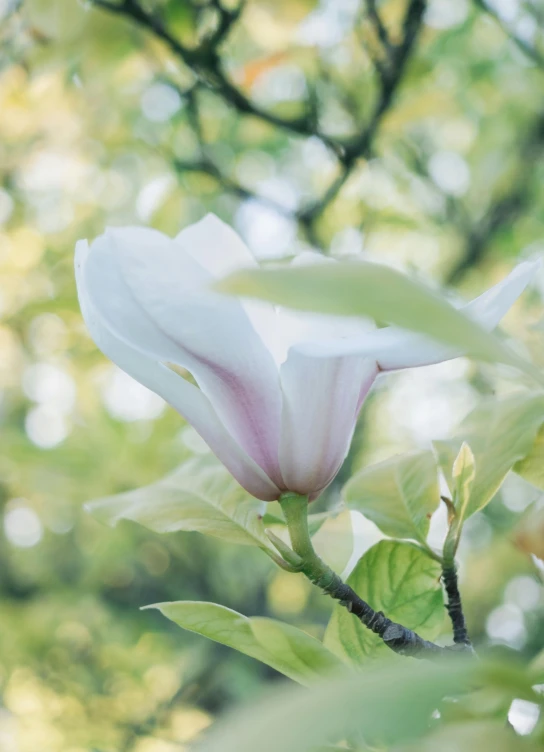 a white flower with green leaves on a tree