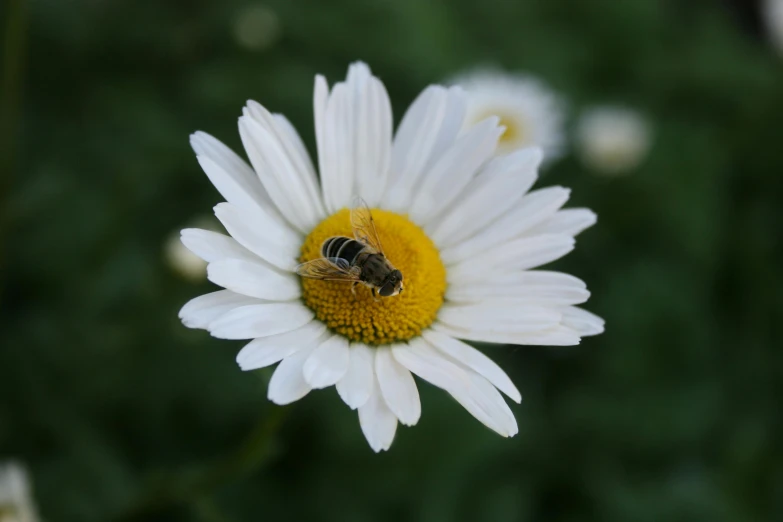 a bee is perched on a white and yellow flower