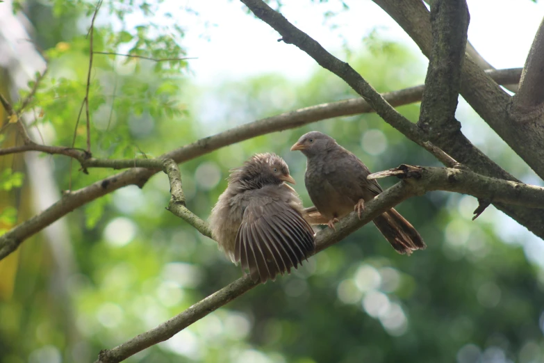 two small birds are perched in a tree