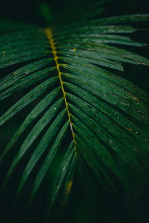 palm leaf with water drops on it