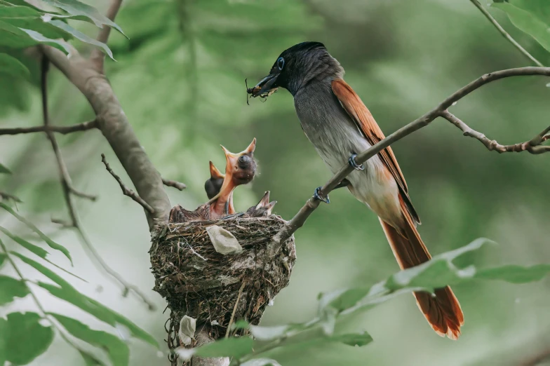 the bird is building its nest on the tree nch