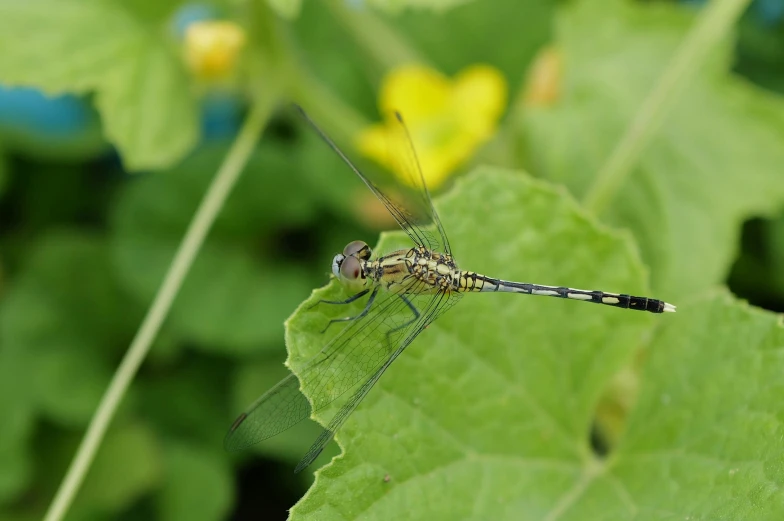 there is a small dragonfly sitting on a leaf