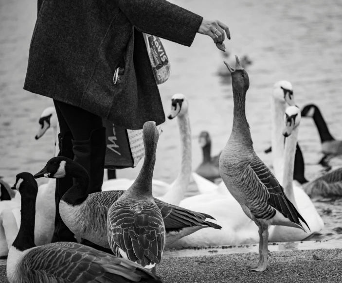 some birds standing by a lake while someone feeds them