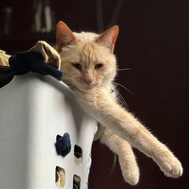 a cat on the edge of a basket that has been knocked over