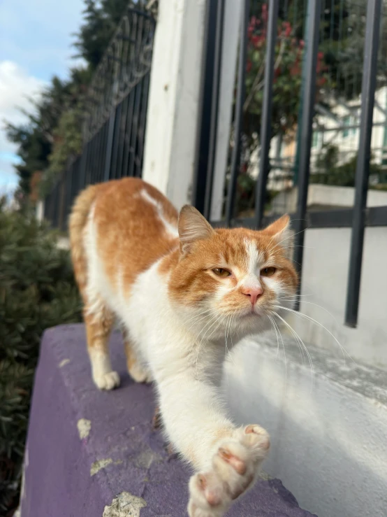 a brown and white cat standing on a purple wall