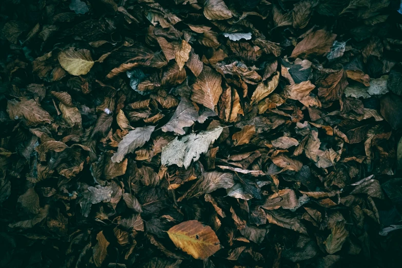 leaf litter lying in a pile of brown and yellow leaves