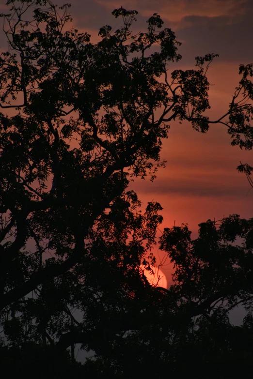 the sun is setting through some trees in the evening