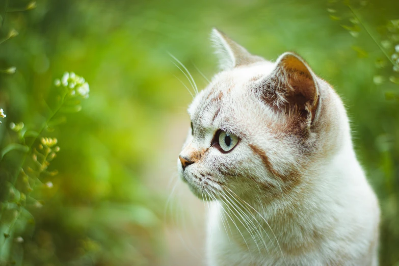 this is an image of a cat staring intently