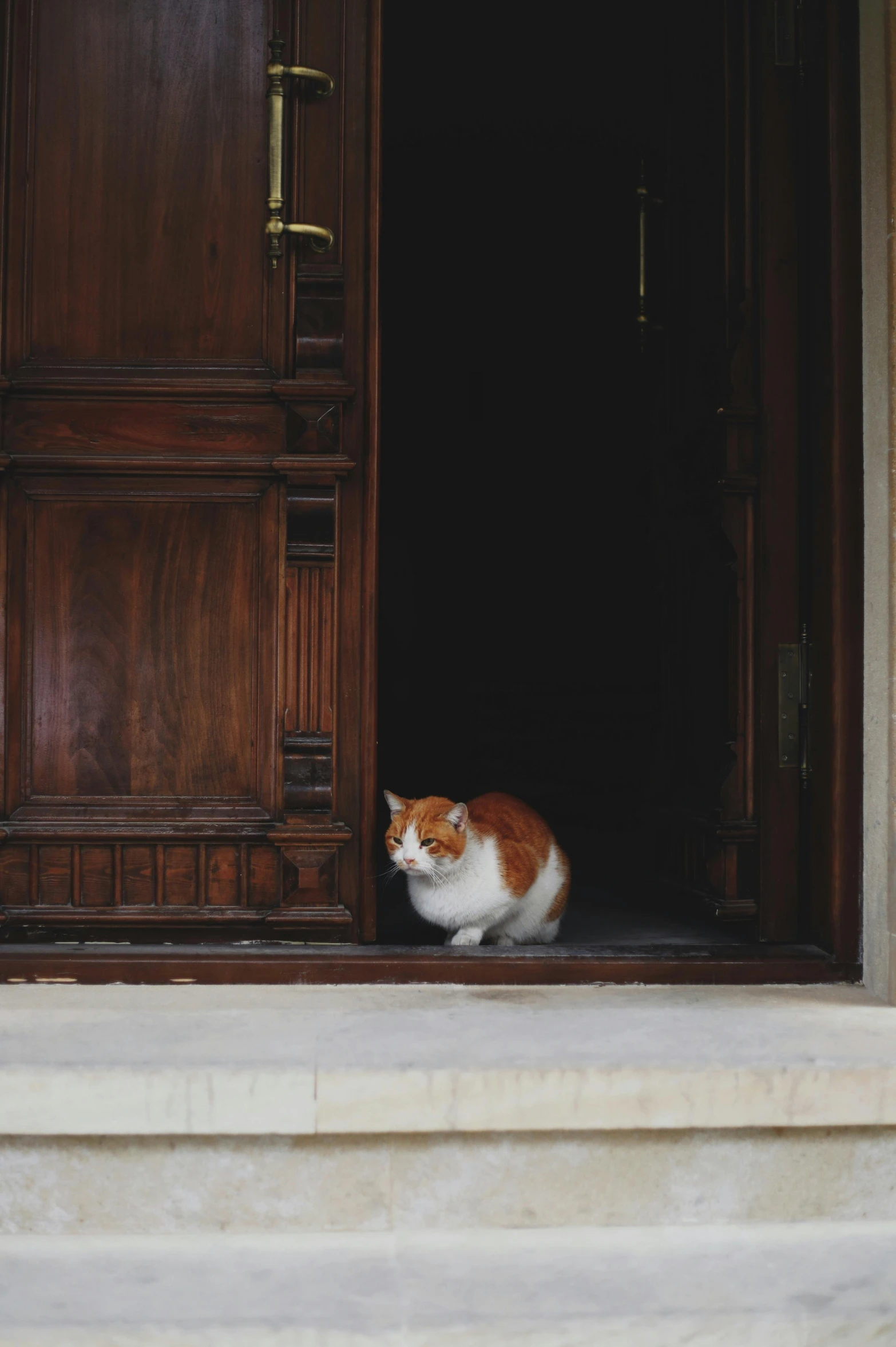 a brown and white cat is sitting in an open door