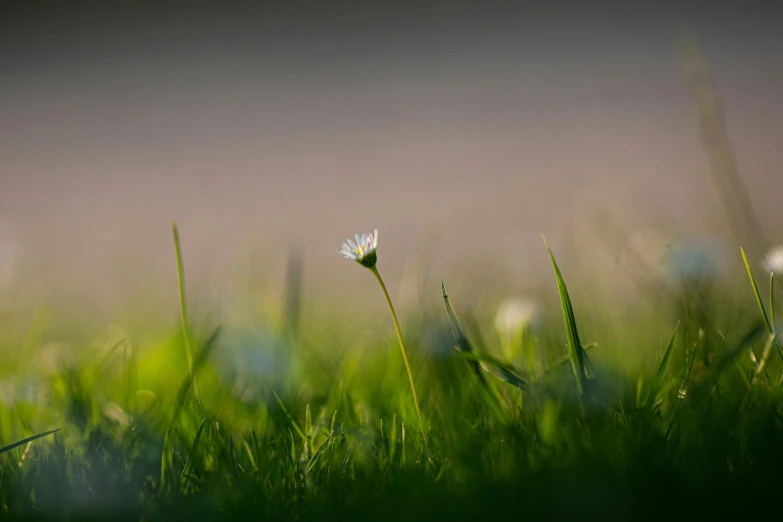 a tiny flower in the middle of grass