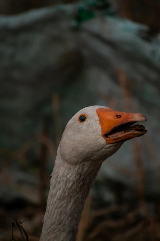 a duck looking straight at the camera