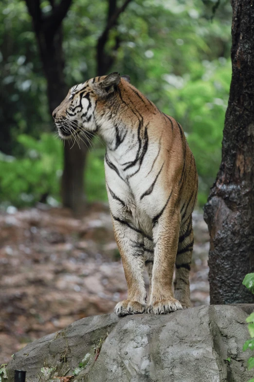 a tiger standing on the rocks in the woods