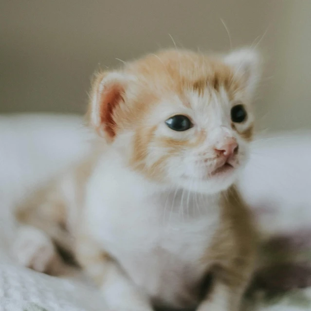 a brown and white kitten is sitting on a bed