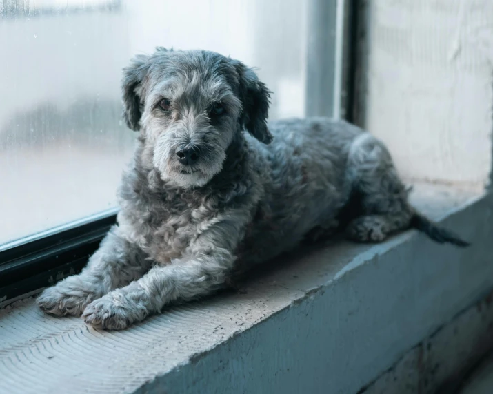 a dog is laying by the window sill