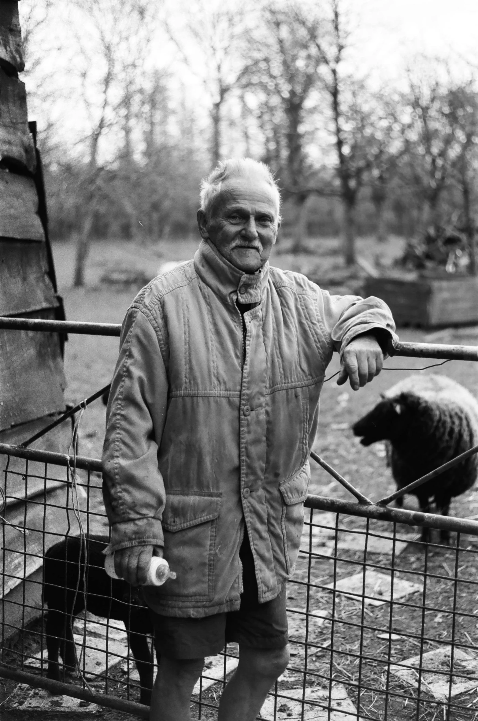 a man standing near a fence with two sheep in the background