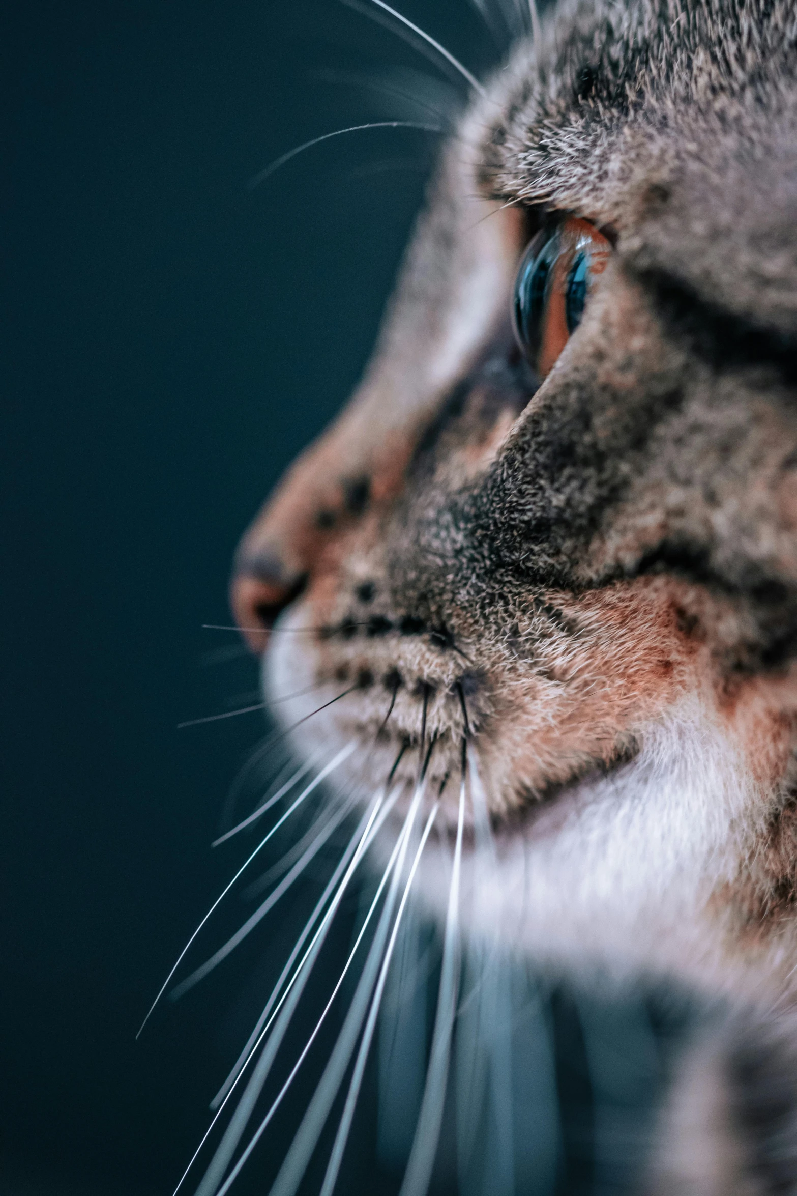 a closeup view of a cat's face