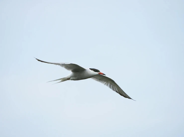 a white bird flying in the sky with long wings