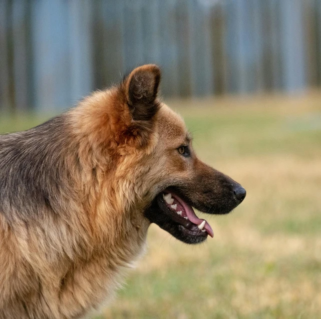 the dog has large brown and black eyes