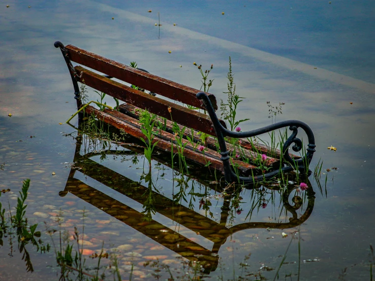 a bench in the water is covered with plants