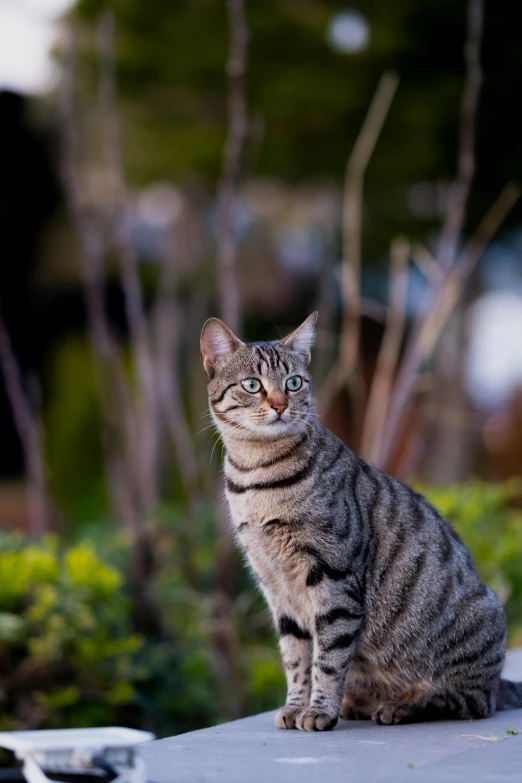 the grey tabby cat has a black nose and tail